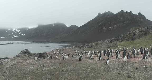 企鹅，鸟，海，海洋