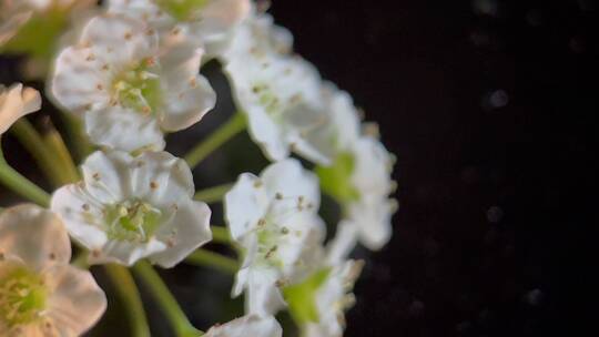 鲜花摄影微距铁线菊