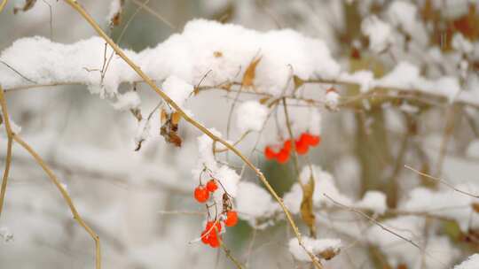 冬天雪花立冬