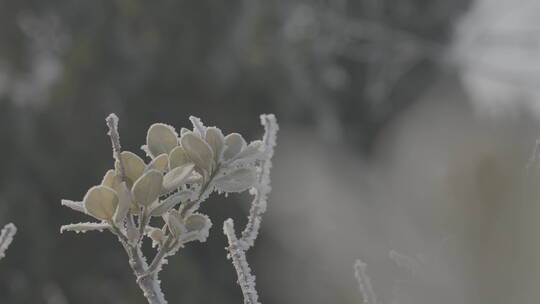 中国华北东北冬季春节新年树叶雾凇自然户外