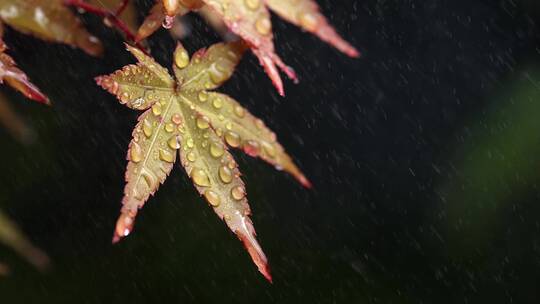 风雨中飘摇的枫树叶子写意视频