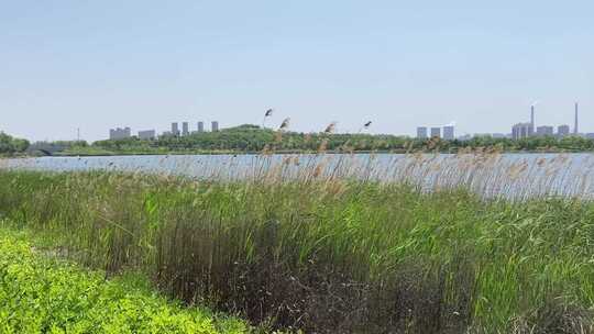 济南华山风景区，春季公园跑步