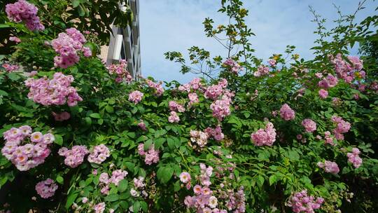 围墙上盛开的蔷薇花