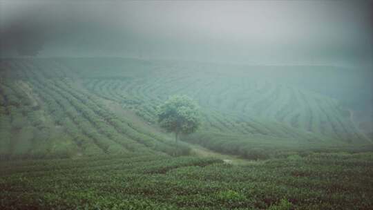 采茶制茶茶文化