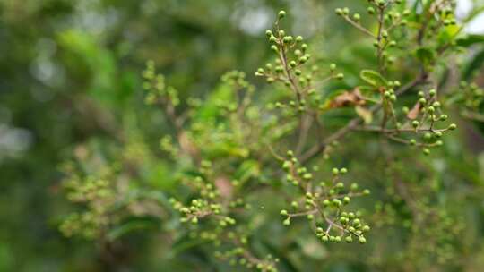 花椒树 青花椒 花椒生长 花椒果实 花椒