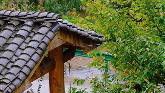 初秋山中农村雨中滴水的屋檐和树叶