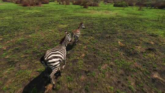 非洲大草原各种动物奔跑合集视频素材模板下载