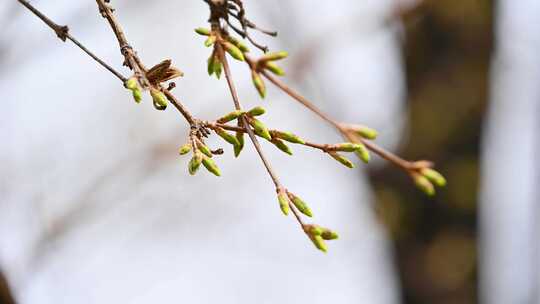 春天植物生长绿色发芽芽孢枝头特写