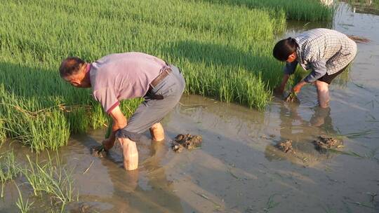 乡村水稻田种植插秧视频素材模板下载