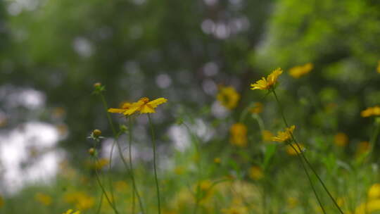 户外野花 山野 野菊花 花海