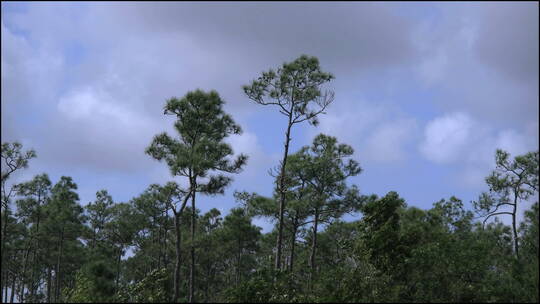 佛罗里达沼泽地松树景观视频素材模板下载