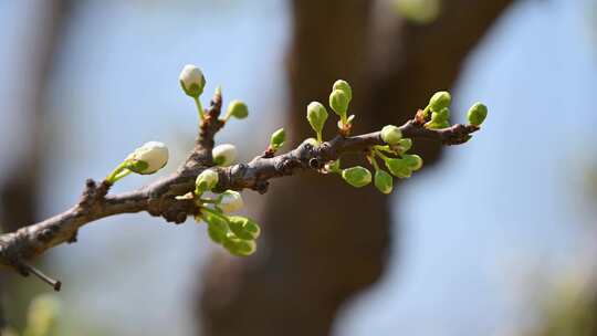 春天阳光下盛开的白色梨花蜜蜂采蜜