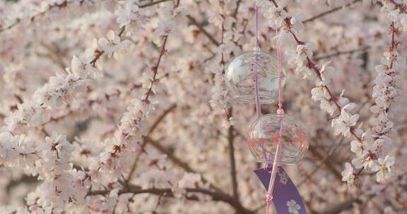 盛开梅花樱花飘动的风铃