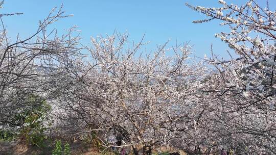 中国广东省广州市从化区广州流溪梅花节