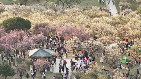 中国广东省广州市黄埔区市民广场梅花