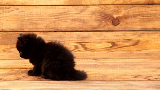 木箱上的小黑猫