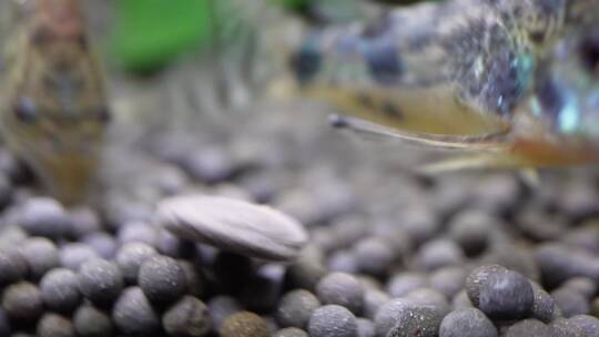 【镜头合集】水族海螺除藻螺黑金刚繁殖视频素材模板下载