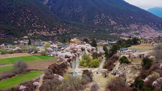 西藏林芝米林桃花乡村