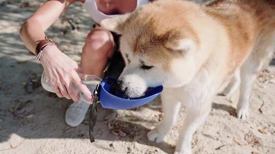 狗从女人手里的便携式狗饮水机喝水