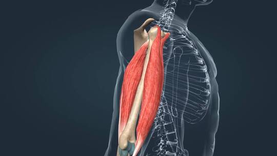 骨骼肌上臂的肌肉医学三维动画视频素材模板下载
