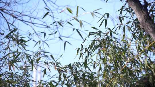 竹子 绿色 植物 叶子 竹叶 种植 养殖