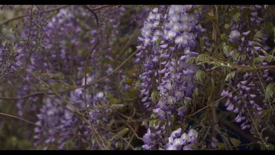紫罗兰花 (2)