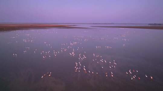 江西鄱阳湖湿地候鸟白鹤大雁