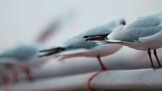 海鸥在天津渤海湾