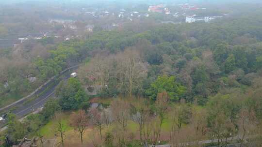 杭州植物园风景视频素材