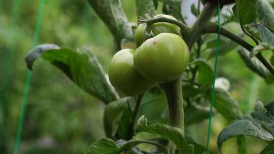 西红柿 番茄 蔬菜大棚 蔬菜 农民干活