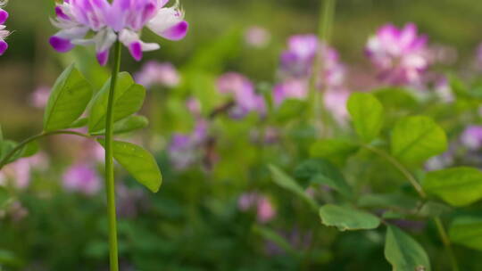 特写慢镜头春天紫云英花上的蜜蜂