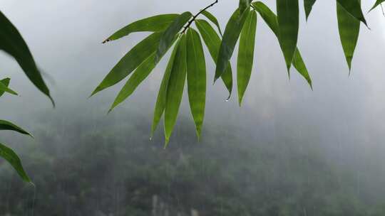 下雨天带水珠的竹叶特写