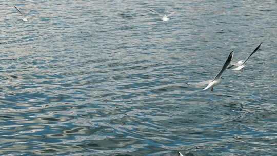 海面海鸥飞翔场景