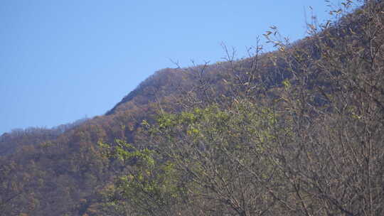 秦岭秋季风景