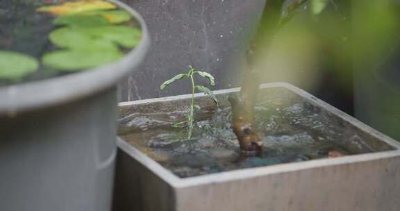 盆栽绿植与水滴特写