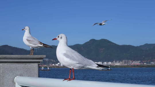 站在栏杆上休息的海鸥特写4