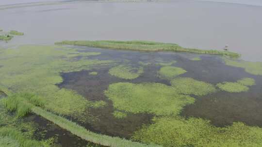 扎龙湿地湿地公园齐齐哈尔丹顶鹤视频素材模板下载