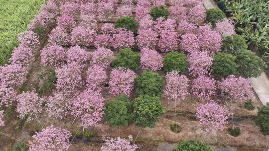 广东省广州市南沙马克村紫花风铃视频素材模板下载