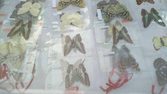好看的美丽蝴蝶标本