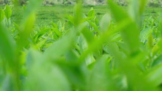 西藏墨脱高山茶园茶叶种植特写