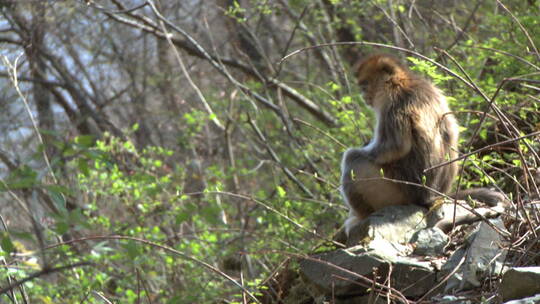 金丝猴坐在石头上1