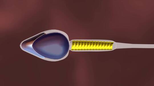 三维人体解剖精子剖面结构组成