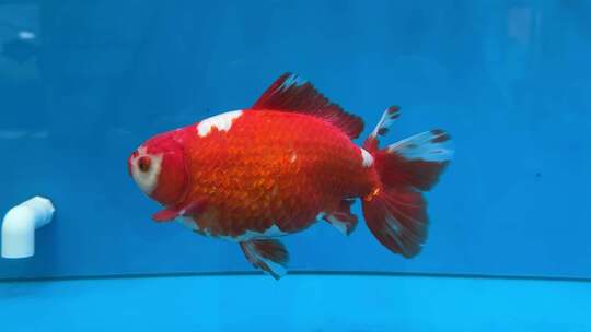 游动的福州红色大金鱼视频素材模板下载