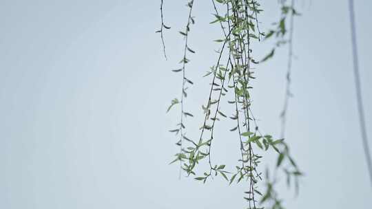 洛阳春天植物发芽开花勃勃生机视频素材模板下载