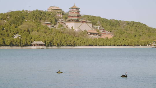 颐和园昆明湖的黑天鹅