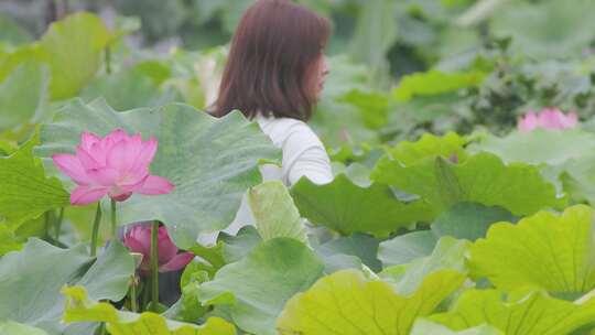 荷花池塘里，镜头跟随行走的女人