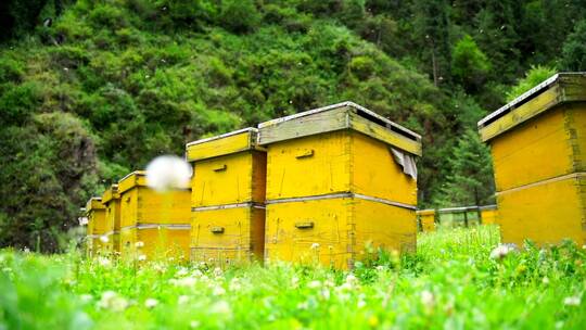 新疆山区养蜂人蜜蜂的蜂箱与蜂蜜