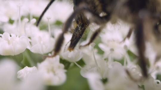 蜜蜂在采集花蜜的特写视频素材模板下载