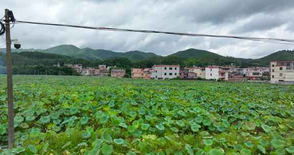 4K航拍韶关市新丰县遥田镇莲种植基地