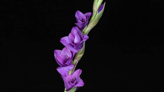 紫色的剑兰花朵在黑色背景上绽放的延时